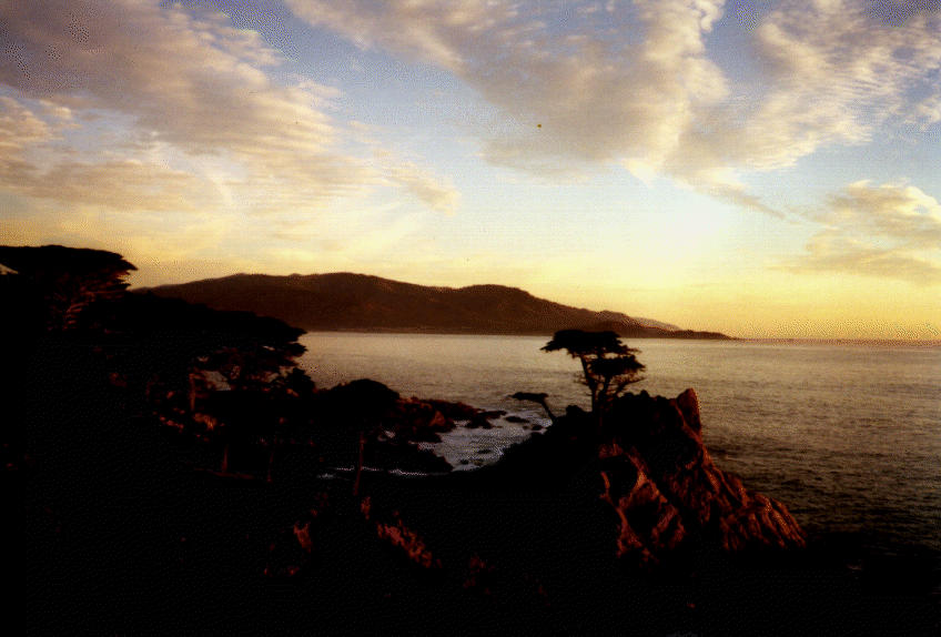 [Awesome photo of the lone cypress]